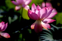 质本洁来还洁去，相逢莫使恨染心