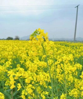 陌上花信