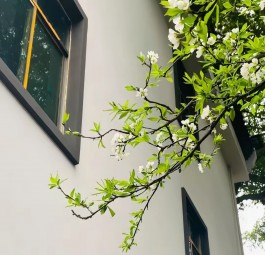 拨云见性